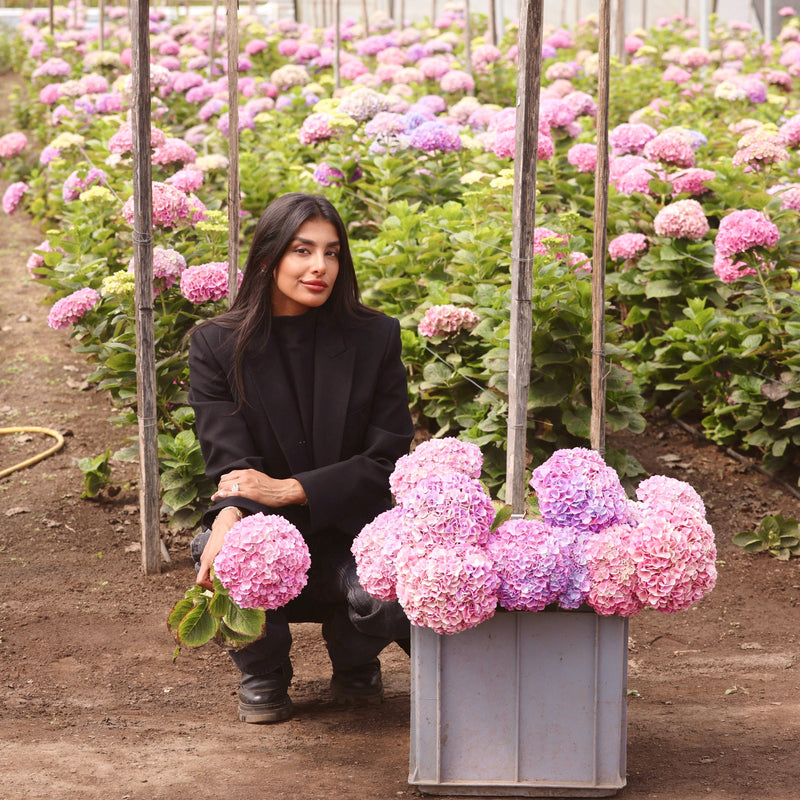 Preserved Hydrangeas That Last a Year: Inside Our Eternity® Collection