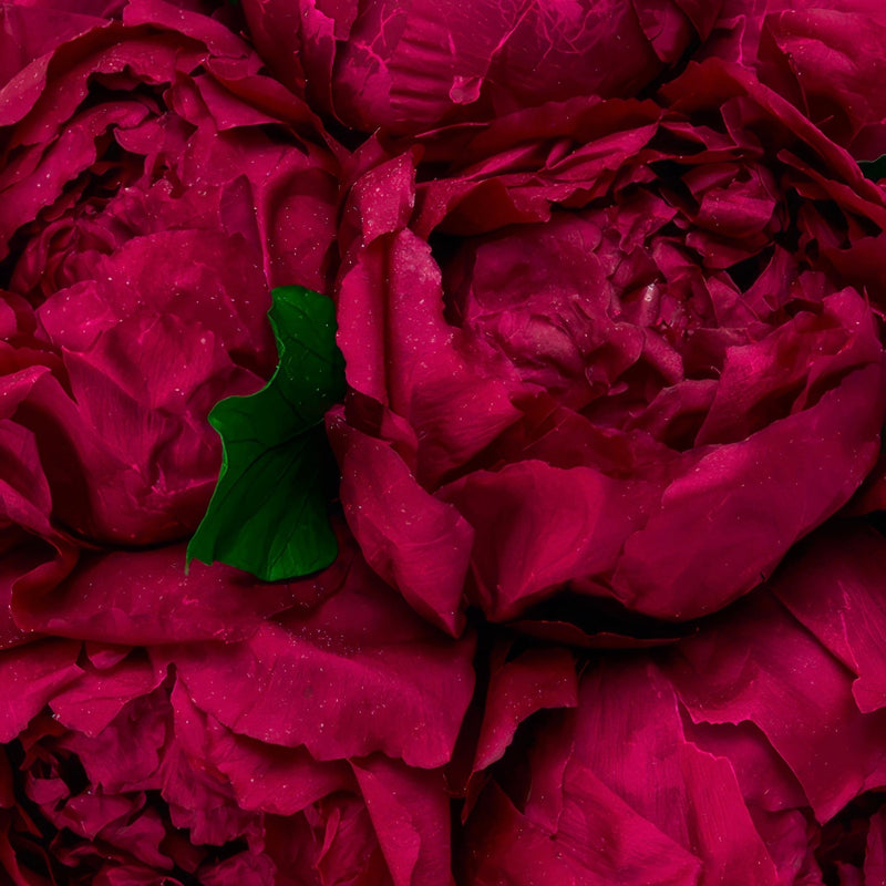 Cerise Noir: A New Shade of Eternity Peony