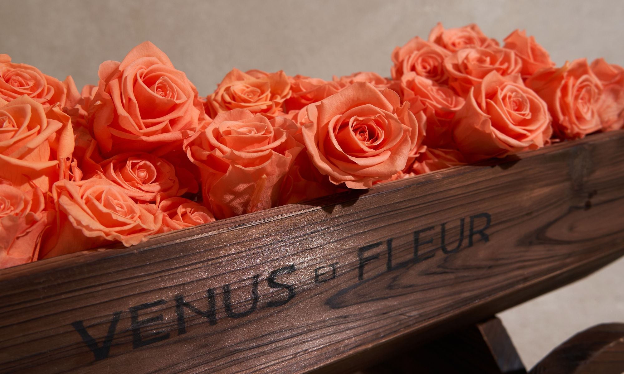 Papaya Eternity Roses in Venus et Fleur Wheelbarrow