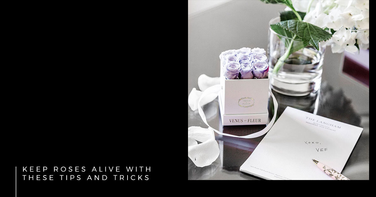 Keeping Roses Alive Keep Roses Alive with These Tips and Tricks - Venus et Fleur®