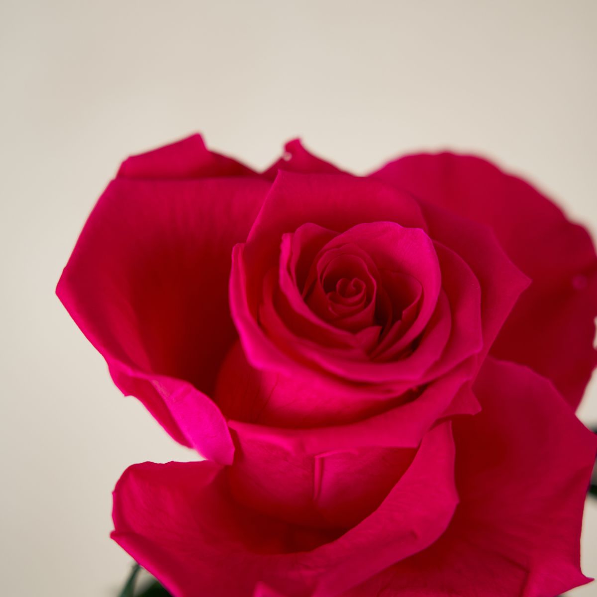 Red Eternity Rose Venus et Fleur