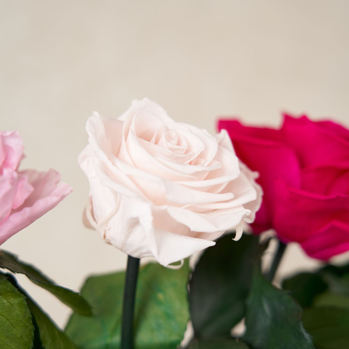Pink Blush Red Eternity Roses Venus et Fleur