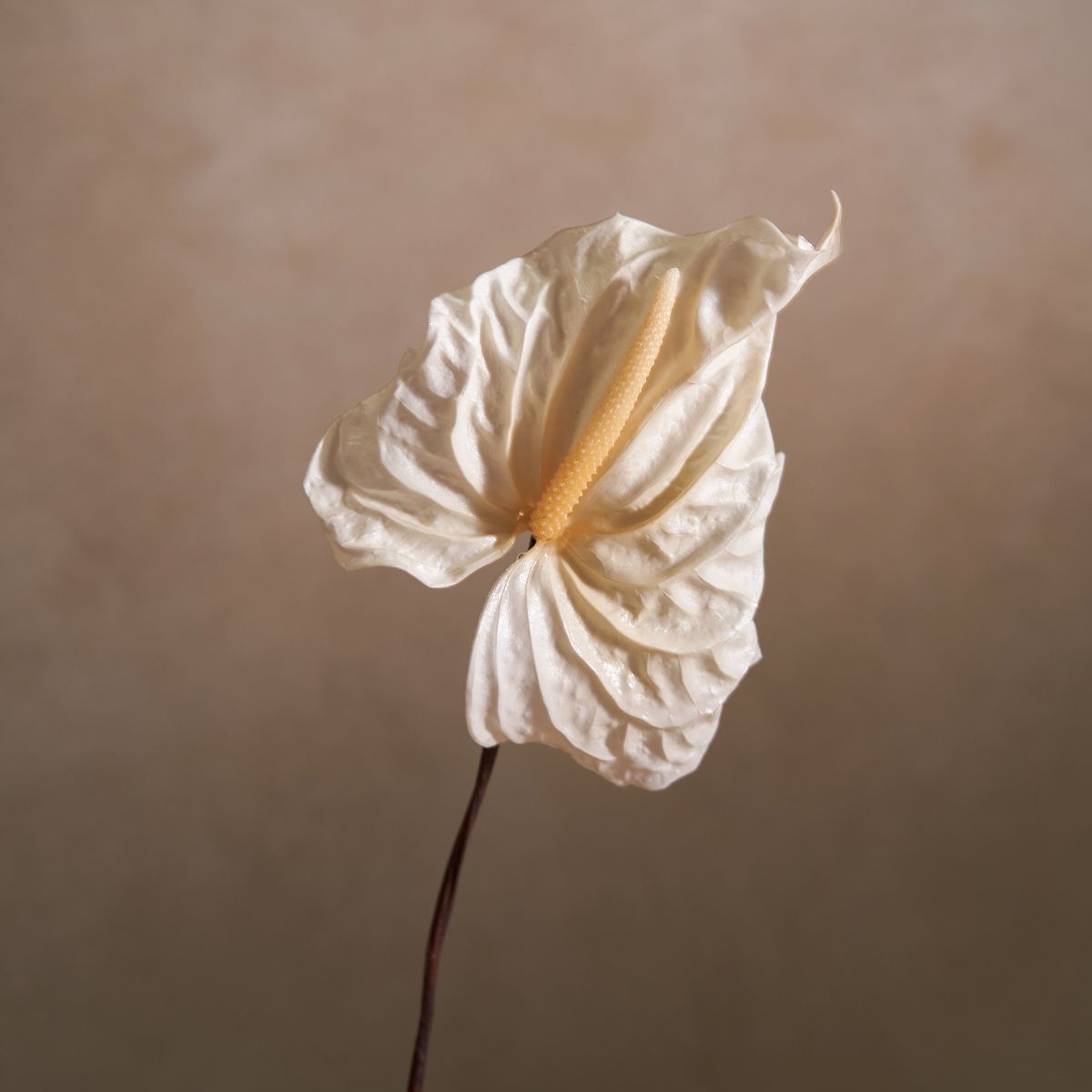 Pearl White Anthurium Flower - Venus et Fleur