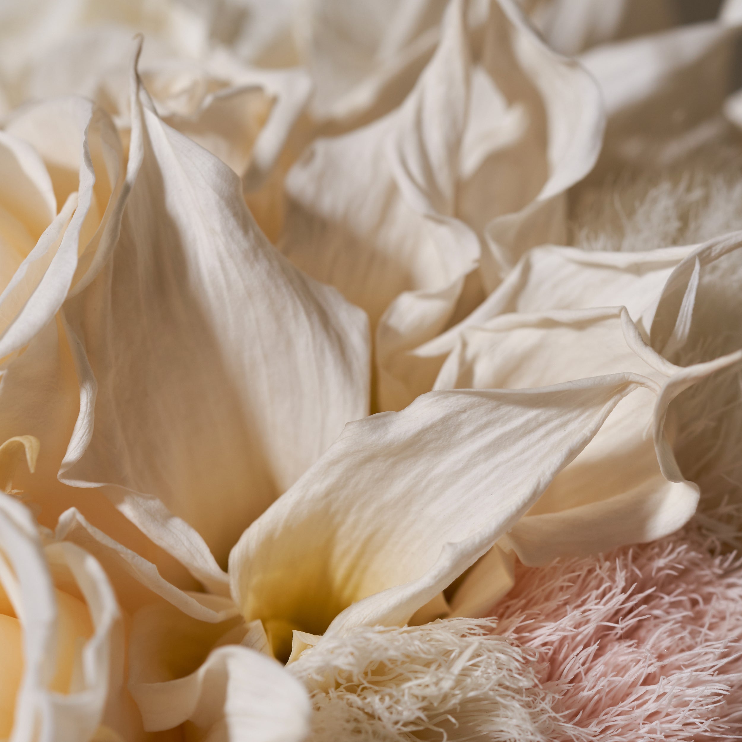 Seashell Calla Lily Mixed Floral Arrangement Venus et Fleur