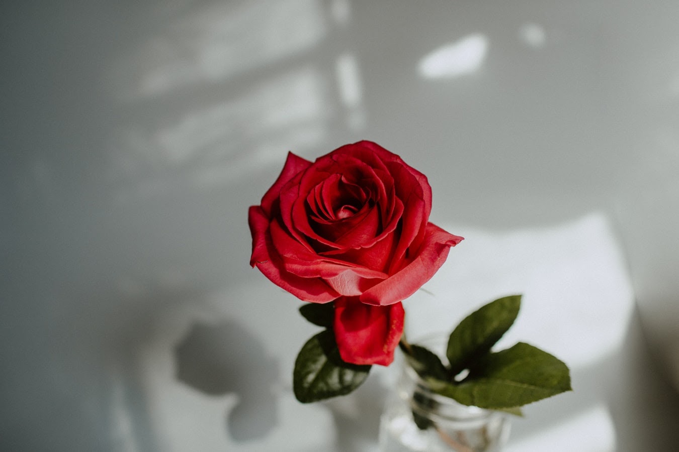 How To Preserve a Rose To Make It Last Forever