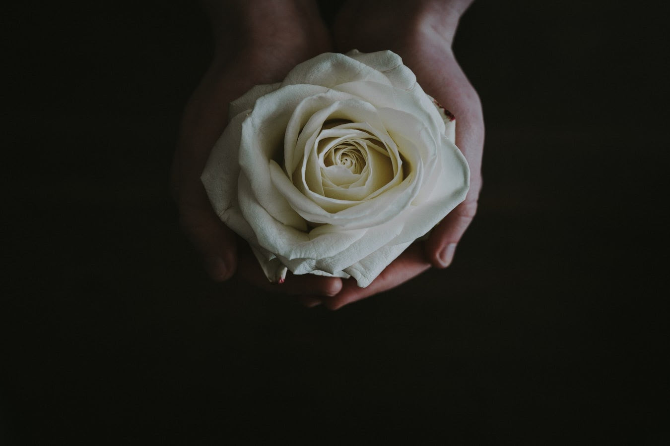 A single white rose being held delicately