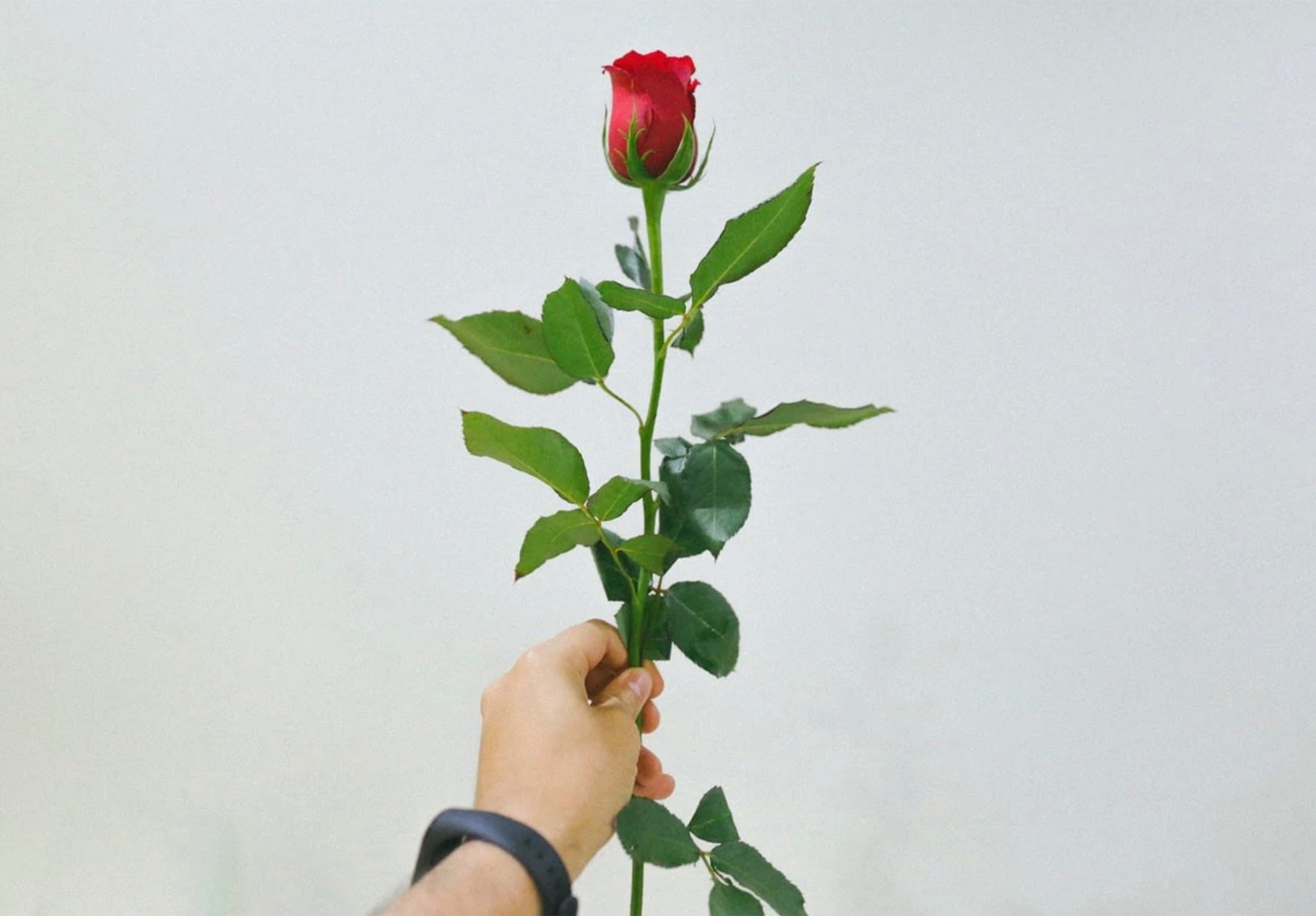 How Long Do Roses Last?