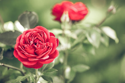 Red Rose Day - History of the National Holiday