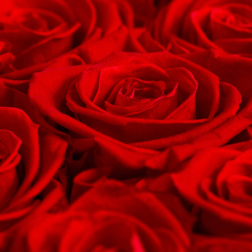 Eternity Roses