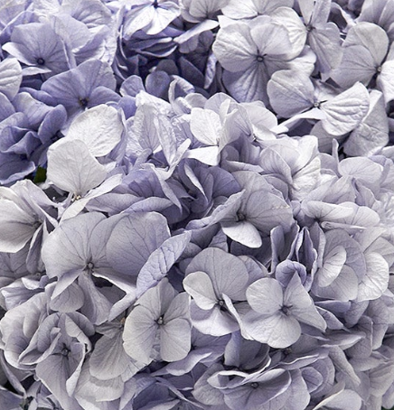 Enternity Roses Eternity® Roses Real Preserved Roses That Last a Year | Venus et Fleur