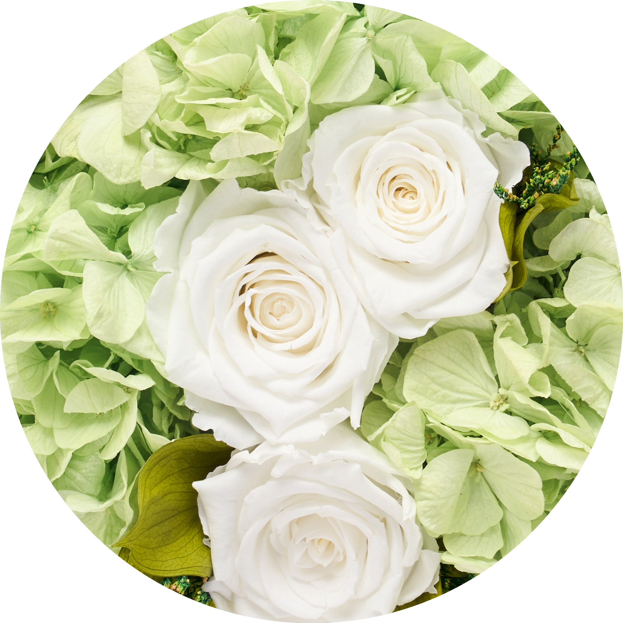 eternity hydrangeas