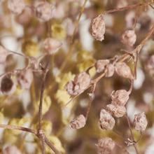 Baby's Breath