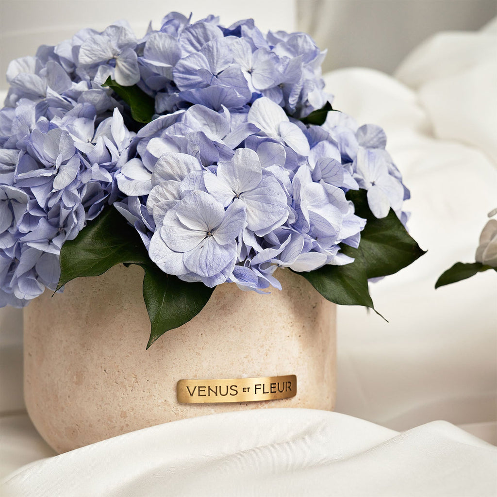 Venus Et Fleur Hydrangeas