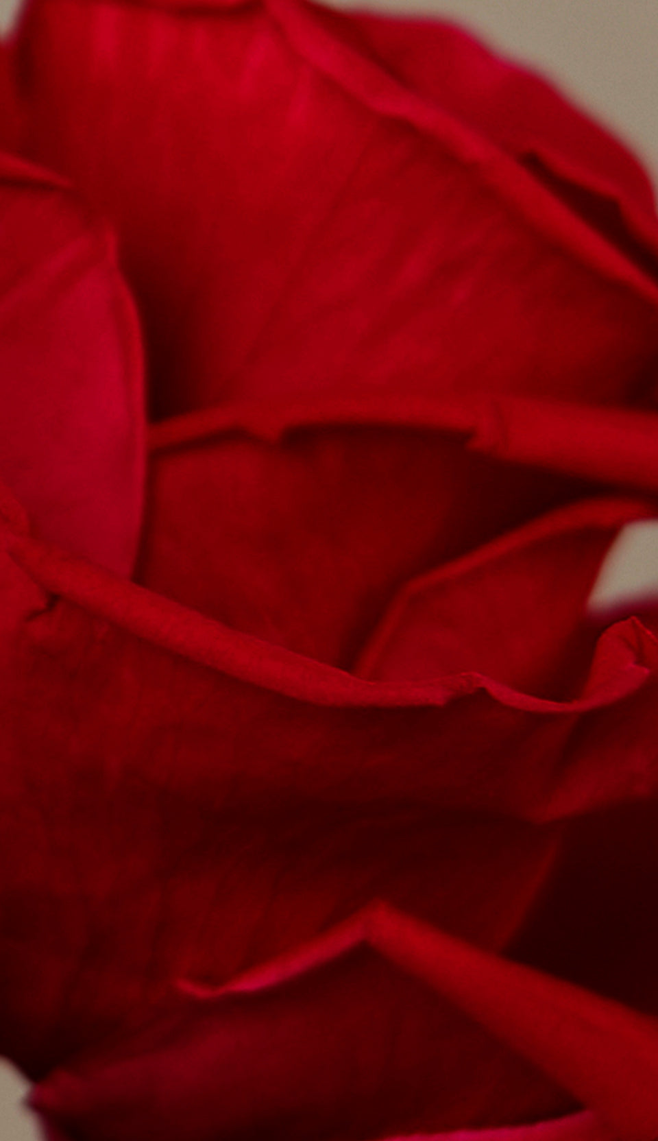up close view of a red rose 
