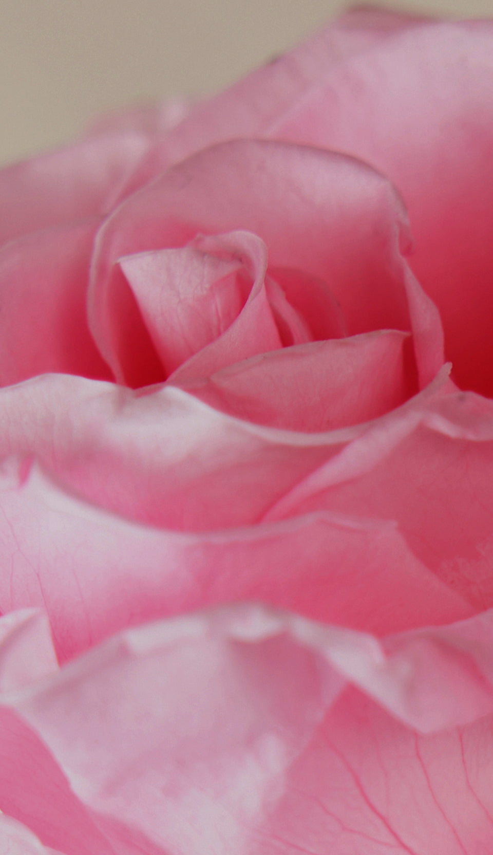 up close view of a bright pink rose 
