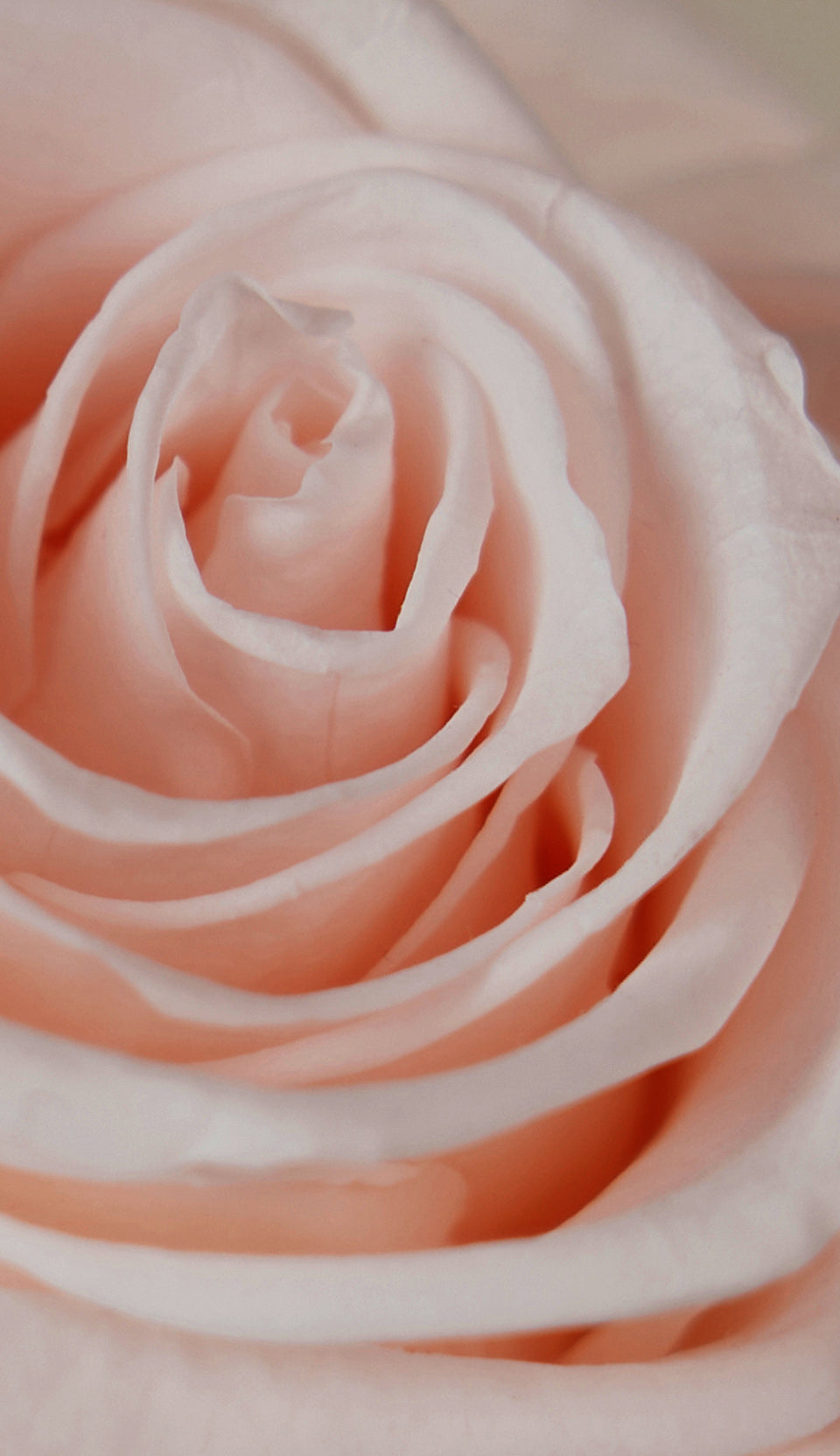 up close view of a pink rose 