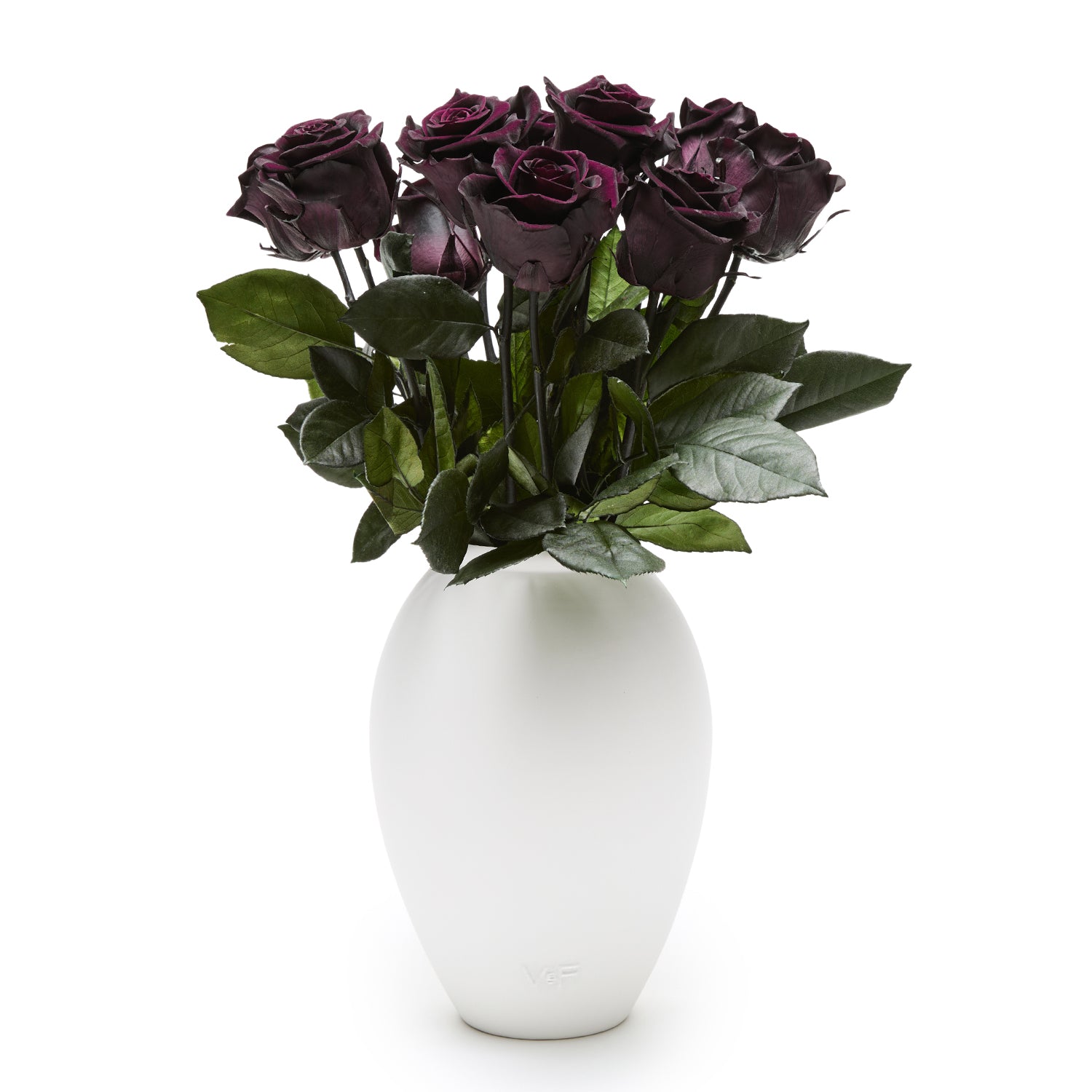 Amphora Vase in White Porcelain with 12 Roses | Venus et Fleur