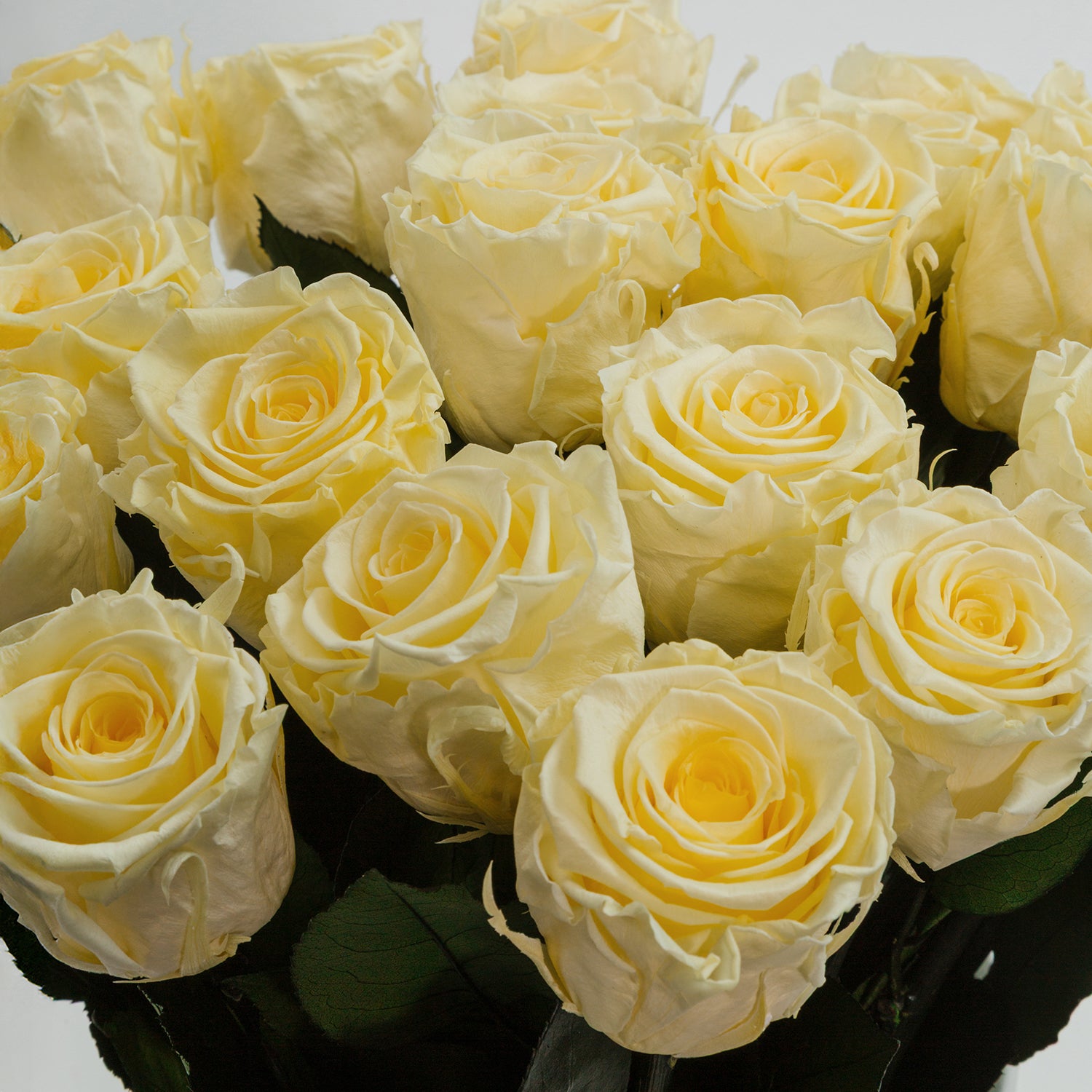 Grandiose Le Plein Hat Box with 475 Eternity Roses | Venus Grandiose Le Plein Hat Box with 475 Eternity Roses | Venus