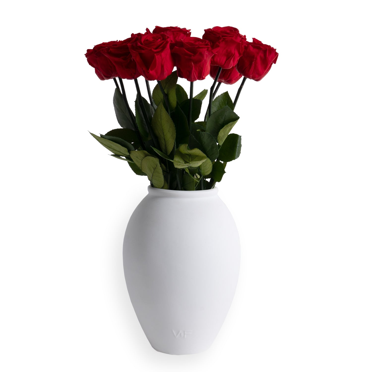 Amphora Vase in White Porcelain with 12 Roses | Venus et Fleur