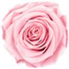 Charm, Femininity, Nurturing.