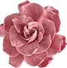 Delicate, Elegant, Tender.