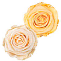 Tenderness, Uplifting, Elegance