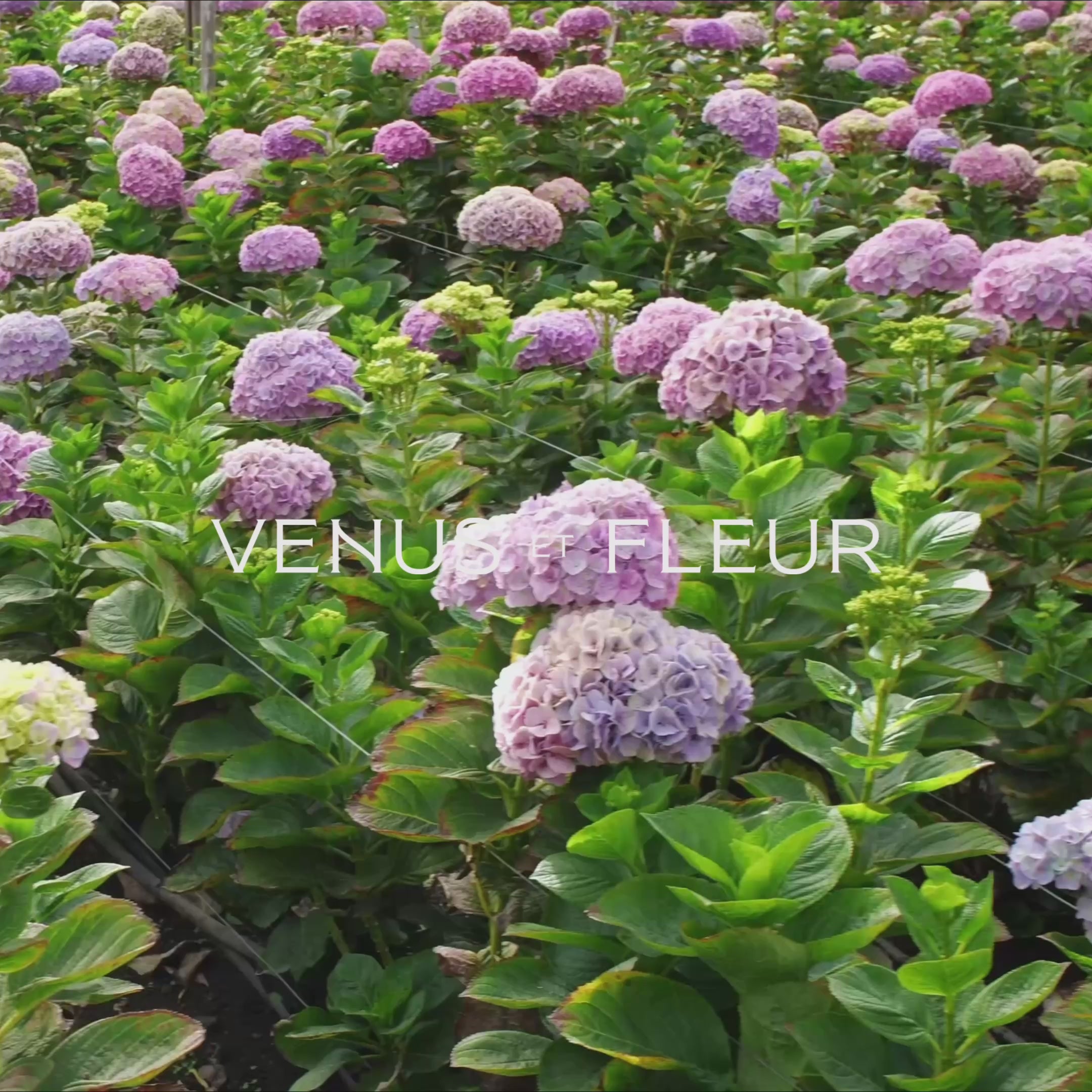 Thalia Porcelain Vase | Preserved Eternity® Hydrangeas – Venus et