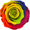 Vibrancy, Emotion, Hope