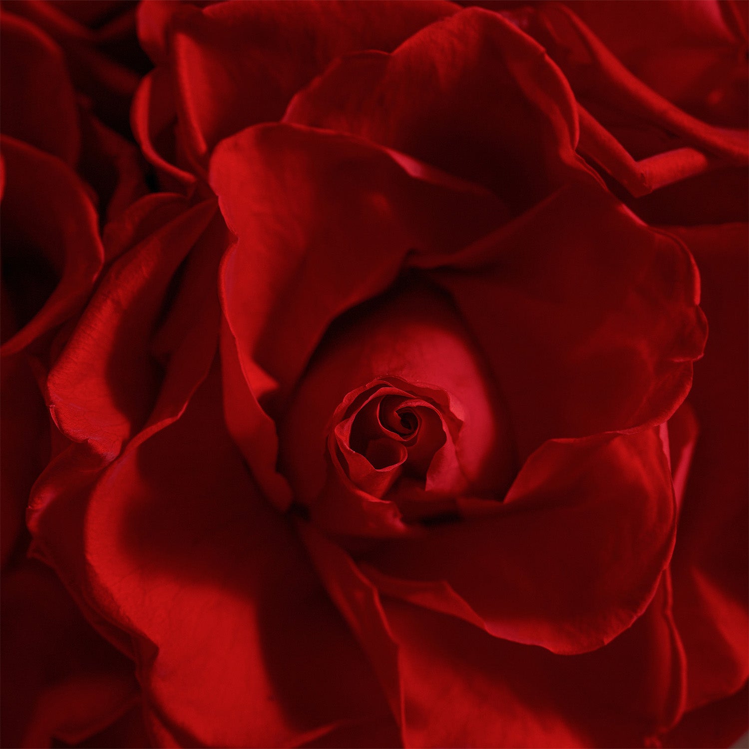 Luxury Roses, Customized Gifts & Flower Arrangements - Venus et Fleur