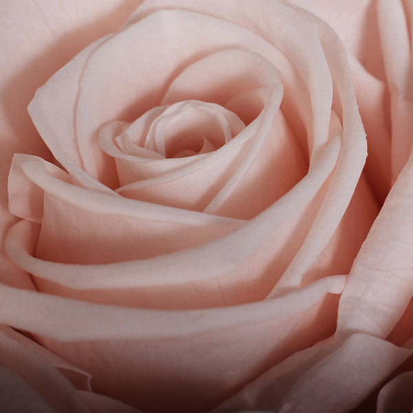 up close image of pink rose 