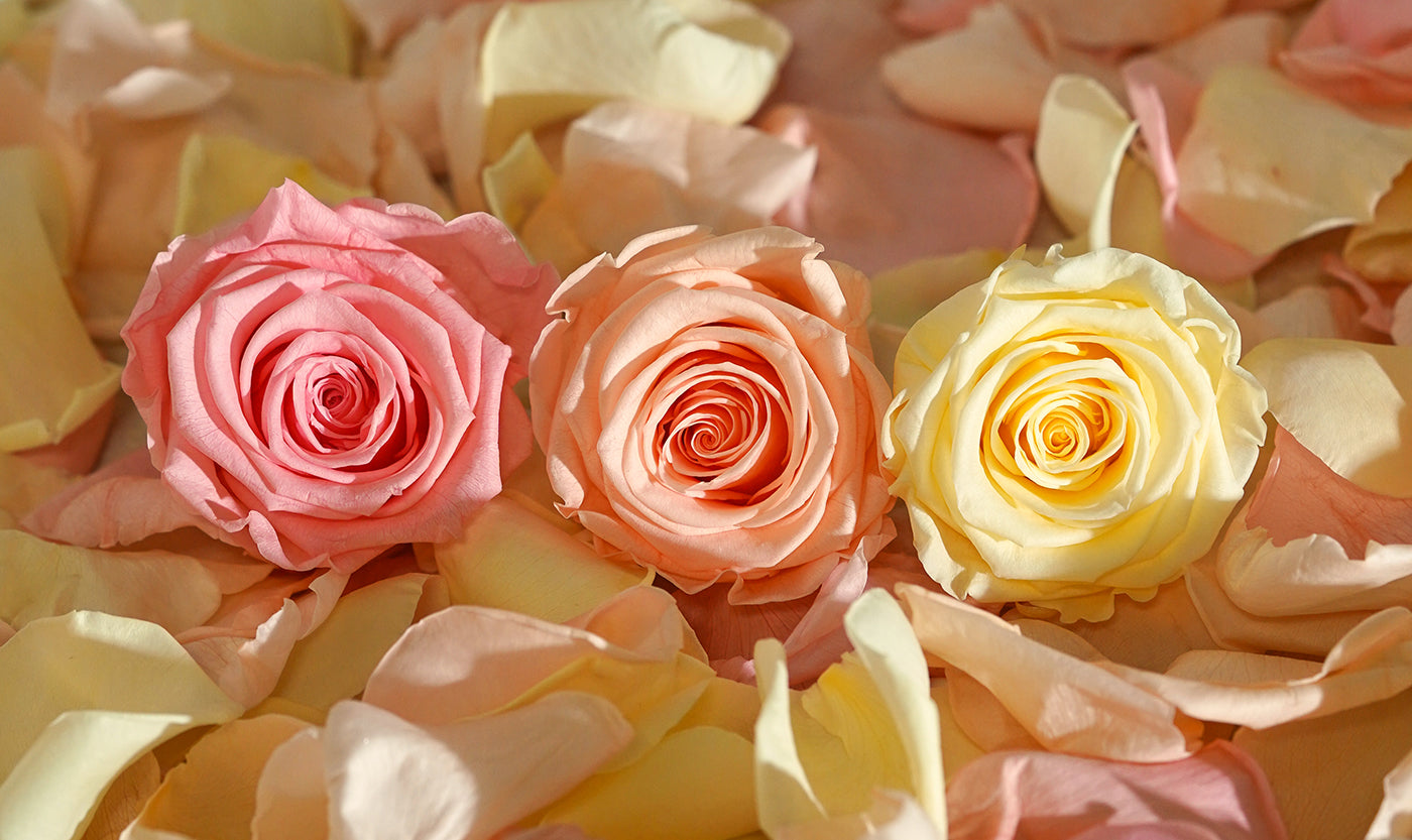 Are Venus De Fleur Roses Real